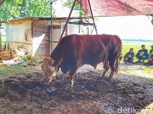 Perjuangan Warga Tembus Banjir Demi Jemput Sapi Prabowo di Bandung