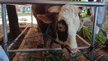 Bolehkah Makan Daging Kurban Sendiri? Ini Penjelasannya
