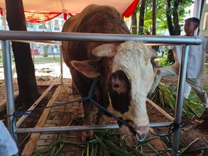 Bolehkah Makan Daging Kurban Sendiri? Ini Penjelasannya