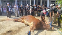Butuh 10 Orang untuk Lumpuhkan Sapi Predator Milik Prabowo di Sukabumi