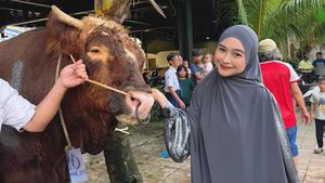 Sapi Kurban Para Artis
