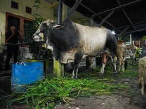Sapi Kurban Bantuan Presiden Disembelih di Belawan, Bobot Capai 1 Ton