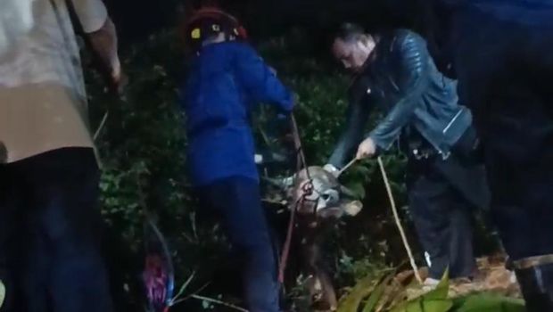 Seekor sapi kurban berontak di Desa Kalisuren, Kecamatan Tajurhalang, Bogor, Jawa Barat, Rabu (27/5/2026). Sapi berontak ketika hendak diturunkan dari mobil pikap menuju musala.