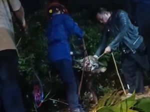 Berontak Saat Diturunkan, Sapi Kurban di Bogor Terjebak di Gorong-gorong