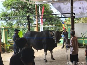 Sapi Kurban Prabowo Berbobot 868 Kg Tiba di Tegallinggah Buleleng
