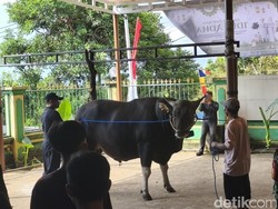 Sapi Kurban Prabowo Berbobot 868 Kg Tiba di Tegallinggah Buleleng