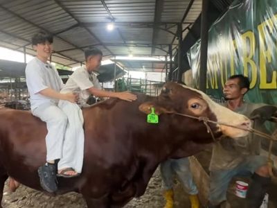 Wow! Potret Sapi Kurban Jumbo dari Artis hingga Presiden, Bobotnya 1,3 Ton