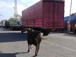 Heboh Sapi Kurban Kabur ke Pelabuhan Gilimanuk Saat Mau Dipotong
