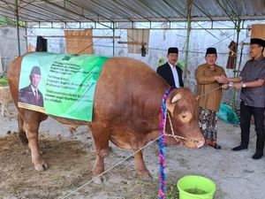 Mas Bambang Sapi 1,2 Ton Milik Prabowo Tiba di Bojonegoro