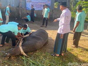 Senangnya Warga Tiying Jangkrik Pertama Kali Potong Sapi 6 Kuintal