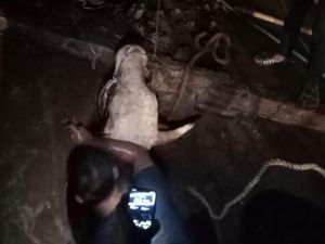 Ngamuk Saat Diikat, Sapi Limosin Masuk ke Parit 3 Meter di Bogor
