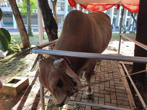 Sapi Prabowo-Gibran di Istiqlal