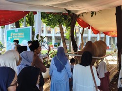 Sapi Kurban Prabowo-Gibran di Istiqlal Diberi Nama Si Loreng dan Wirabumi