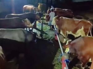 Seskab Teddy Borong 35 Sapi di Boyolali, Peternak Desa Kecipratan Rezeki