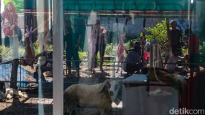 Suasana Idul Adha Dipenuhi Aktivitas Pemotongan Hewan Kurban