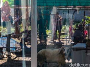 Suasana Idul Adha Dipenuhi Aktivitas Pemotongan Hewan Kurban