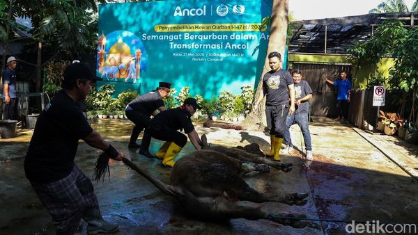 Suasana Penyembelihan Hewan Kurban di Pantai Carnaval Ancol