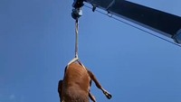Geger Sapi Kurban Terbang di Klaten, Ternyata Ini Penyebabnya