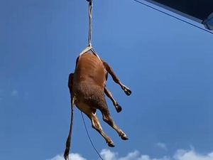 Geger Sapi Kurban Terbang di Klaten, Ternyata Ini Penyebabnya