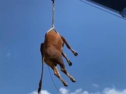 Ragam Cerita Tak Biasa Hewan Kurban Saat Idul Adha