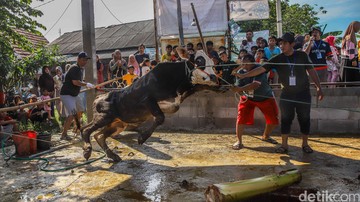 Tradisi Kurban Satukan Warga di Hari Raya Idul adha