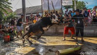 Tradisi Kurban Satukan Warga di Hari Raya Idul adha