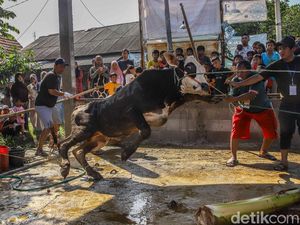Tradisi Kurban Satukan Warga di Hari Raya Idul adha