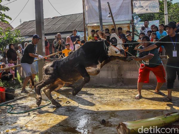 Tradisi Kurban Satukan Warga di Hari Raya Idul adha