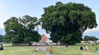 Mitos di Alun-alun Kidul, Lewati Pohon Beringin Maka Keinginan Akan Berhasil