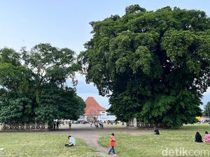 Mitos di Alun-alun Kidul, Lewati Pohon Beringin Maka Keinginan Akan Berhasil