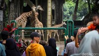 Cuti Bersama Idul Adha, Pengunjung Padati Taman Margasatwa Ragunan
