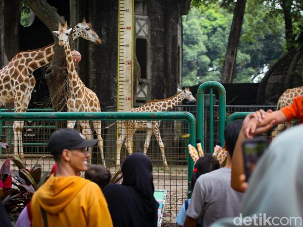 Cuti Bersama Idul Adha, Pengunjung Padati Taman Margasatwa Ragunan
