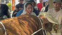Haru Dewi Perssik Lihat Pemotongan 2 Sapi Jumbo untuk Kurban