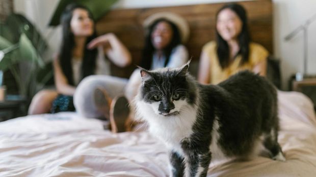 Cara mengusir kucing liar dari rumah tanpa kekerasan