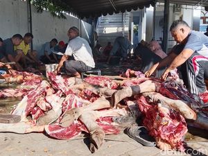 Masjid Al-Amin Weri Sembelih Sapi Gubernur NTT, Bagikan 800 Kantong Daging