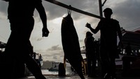 Musim Tuna Datang, Tangkapan Nelayan Sendang Biru Melimpah