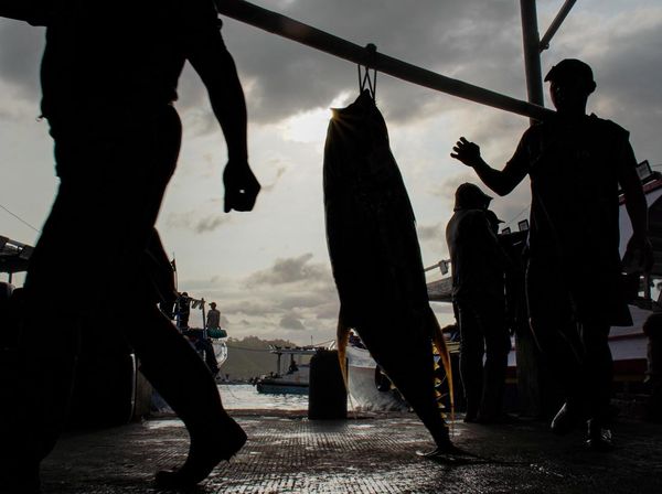 Musim Tuna Datang, Tangkapan Nelayan Sendang Biru Melimpah