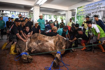 Sapi Kurban Prabowo dan Gibran Dipotong di Istiqlal