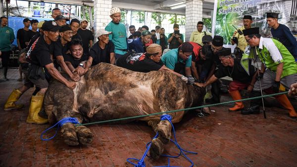 Sapi Kurban Prabowo dan Gibran Dipotong di Istiqlal