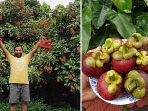 Pilih Jadi Petani Buah, Eks Pekerja IT Ini Raup Cuan Rp 1 M Setahun!