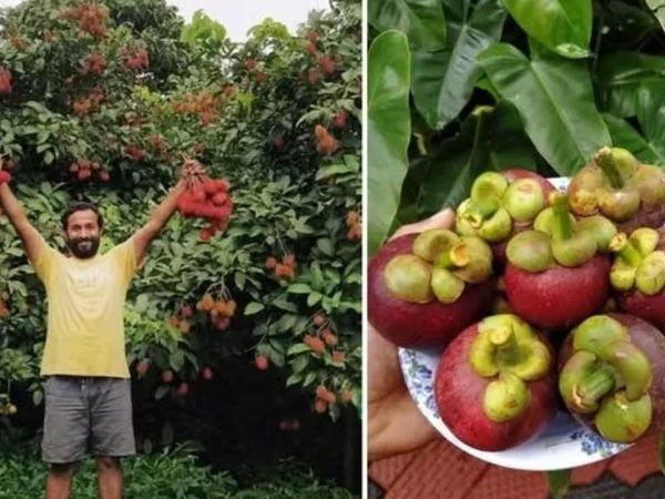 Pilih Jadi Petani Buah, Eks Pekerja IT Ini Raup Cuan Rp 1 M Setahun!