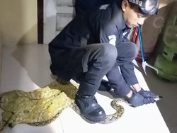 Ngeri! Dapur Rumah Warga Kuningan Disusupi Ular Sanca Tengah Malam