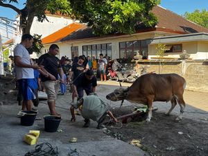 Kura Kura Bali Salurkan Hewan Kurban di Kampung Bugis Serangan