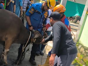 Sapi Kurban di Bogor Kabur Saat Hendak Disembelih, Warga Lapor Damkar
