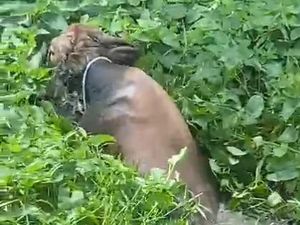 Sapi Kurban di Polman Terjebak di Rawa Usai Kabur, Warga Evakuasi Pakai Tali