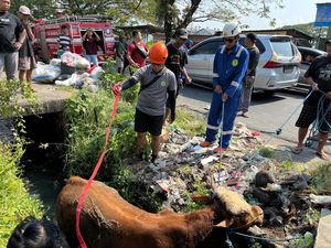 Sapi Kurban Ngamuk Nyemplung Selokan 2 Meter di Sukoharjo, Evakuasi Dramatis