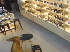 Video: Detik-detik Sapi Kurban Ngamuk Hingga Masuk ke Toko Kamera di Bogor
