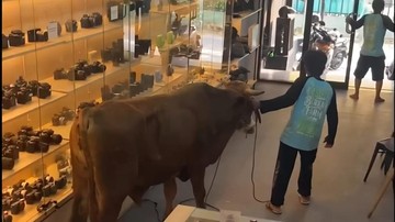 Sapi Kurban Lepas Masuk Toko Kamera di Bogor, Pegawai dan Pembeli Panik