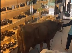 Sapi Kurban Lepas Masuk Toko Kamera di Bogor, Pegawai dan Pembeli Panik