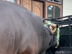 Video: Kepala Sapi Kurban Presiden di Klungkung Ditutup Kain Jelang Disembelih